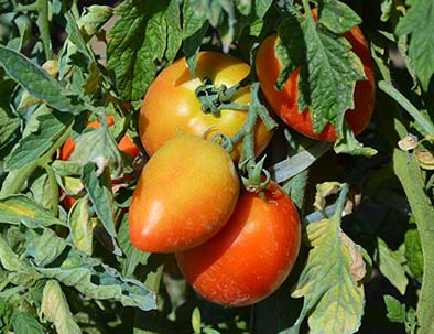 tomates du potager cuisine sud ouest relais du moulin neuf