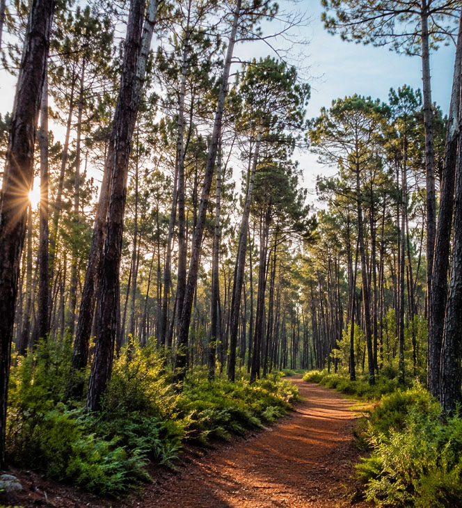 Forêt de pins dans les Landes avec sentier au cœur de la nature